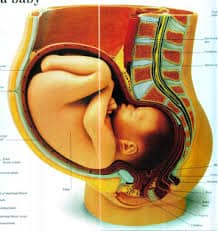 Perkembangan Janin Usia 9 Bulan, di usia 9 bulan ibu hamil susah bernafas, hamil 9 bulan bayi jarang gerak, posisi janin 9 bln krg, kenapa bayi jarang gerak saat hamil 9 bulan, sebab janin jarang bergerak, janin 8 bulan jarang gerak, bayi tidak bergerak disaat 9 bulan
