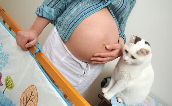 Infeksi Toksoplasma Pada Ibu Hamil