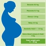 How Much Weight Should I Gain During Pregnancy ?