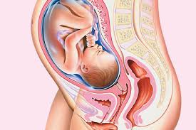 hamil 34 minggu gambar ilustrasi rahim dan janin