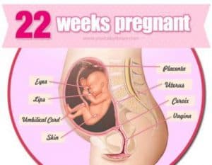 hamil 22 minggu kondisi janin didalam rahim