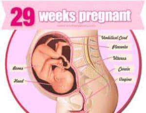 hamil 29 minggu
