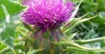 Milk Thistle Milk Thistle Milk Thistle Milk Thistle