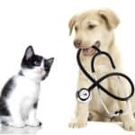 Pet health insurance reviews Pet health insurance reviews Pet health insurance reviews