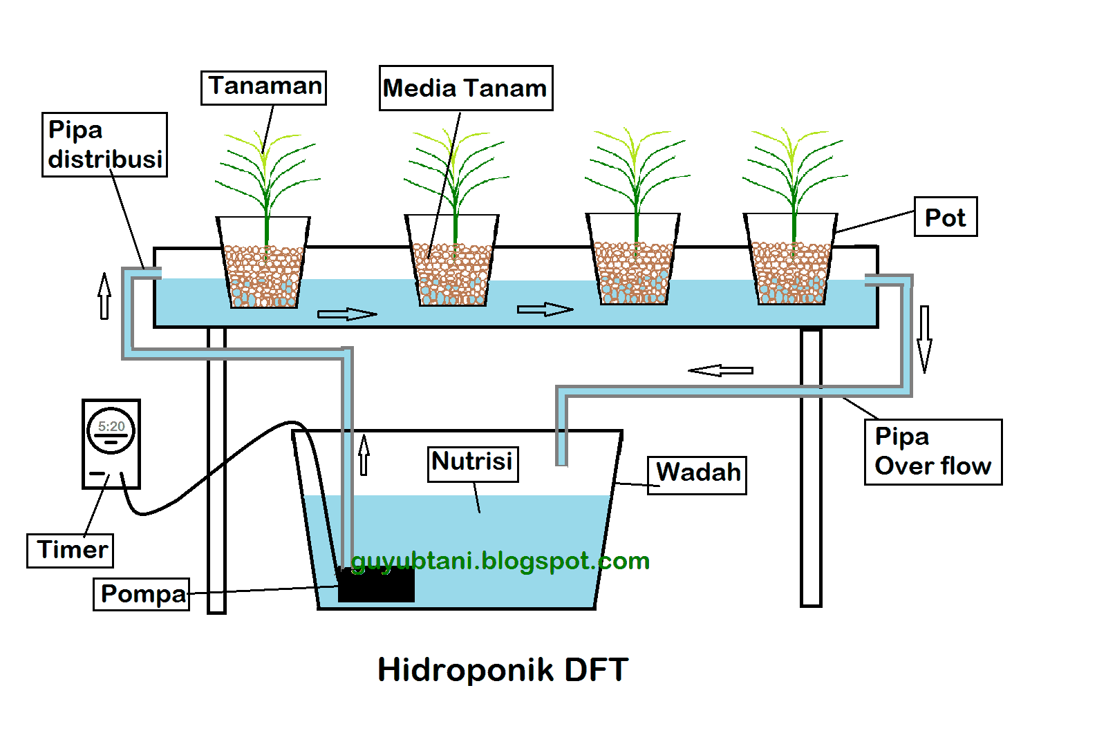 cara menanam hidroponik DFT 2