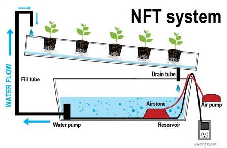 cara menanam hidroponik NFT