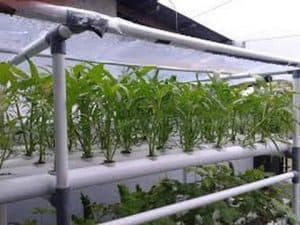  cara menanam kangkung hidroponik