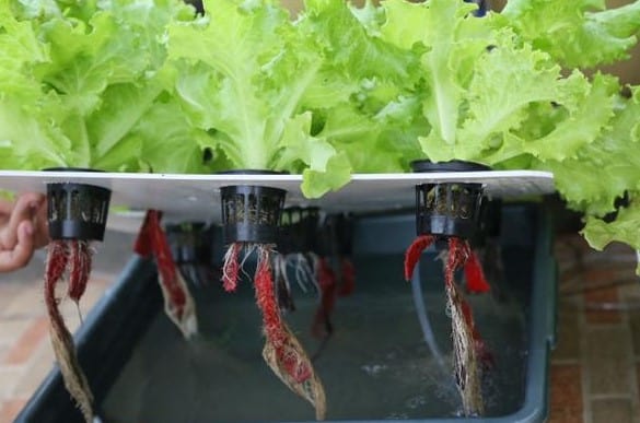 cara menanam selada hidroponik sederhana