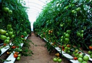cara menanam tomat hidroponik 2 | HamilPlus.Com 2023