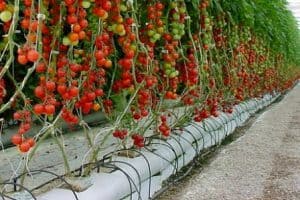 cara menanam tomat hidroponik siap panen