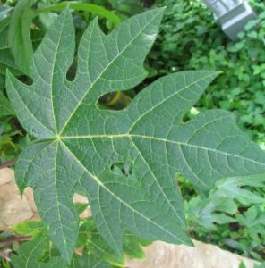 obat ambeien alami yang ampuh daun pepaya