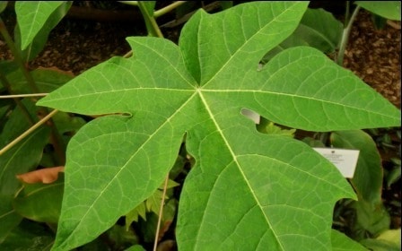 efek samping daun pepaya efek samping daun pepaya efek samping daun pepaya