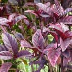 Efek Samping daun ungu dampak khasiat manfaat
