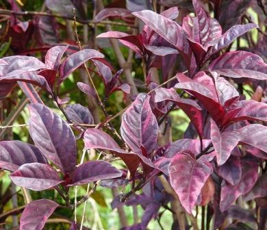 Efek Samping daun ungu dampak khasiat manfaat