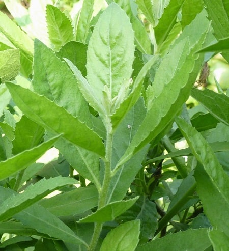 sayuran penyubur kandungan makanan penyubur kandungan agar cepat hamil makanan penyubur kandungan Sayuran Penyubur Kandungan agar Promil Berjalan Sukses 100% | HamilPlus.Com sayuran penyubur kandungan, makanan penyubur kandungan agar cepat hamil, makanan penyubur kandungan