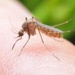 cara mengusir nyamuk secara alami